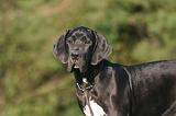 DOGUE ALLEMAND 878